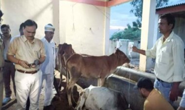 जहरीला चारा खाने से 61 गौवंश की मौत मामले का मुख्य आरोपी अब भी फरार, 8 लोग गिरफ्तार